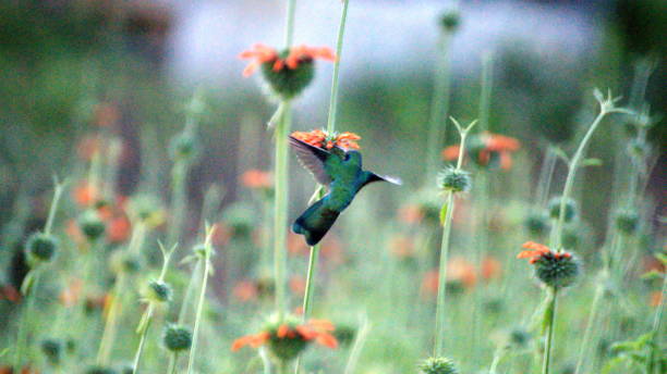 istock Sparkling violetear hummingbird in flight 1149561731