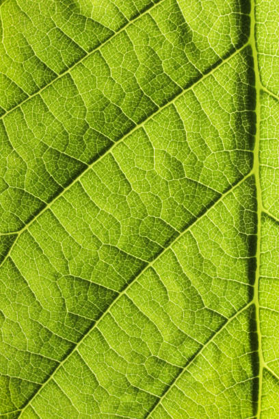 istock Close up of structure green leaves texture background 1149562121
