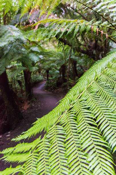 istock Maits Rest Rain forest walk 1149562323