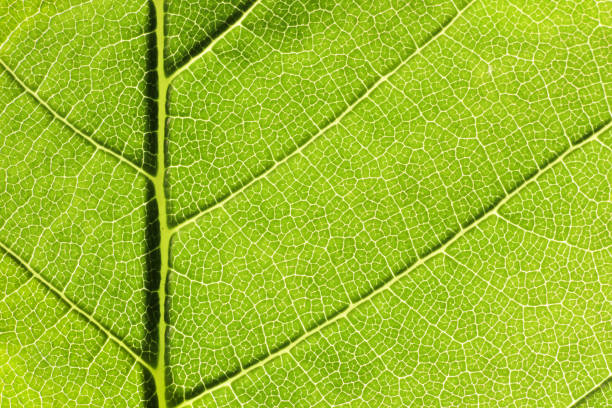 istock Close up of structure green leaves texture background 1149563234