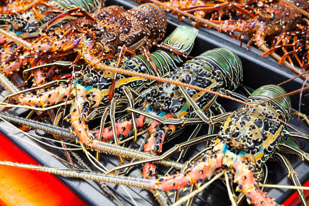 istock Catch of tropical rock lobsters 1149563477