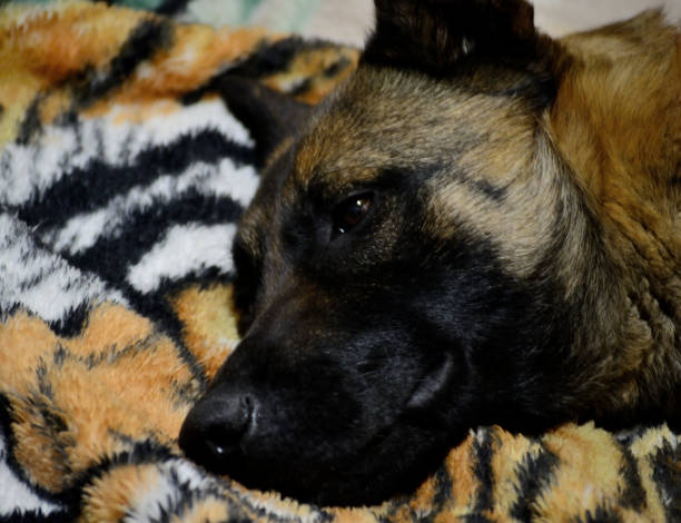 istock Belgian malinois shepherd dog  napping  on bed 1149563792