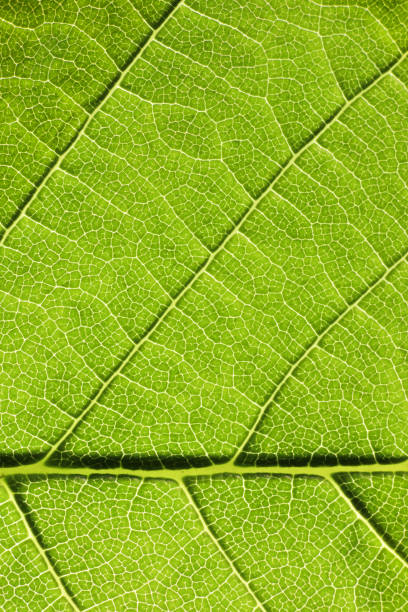 istock Close up of structure green leaves texture background 1149563920