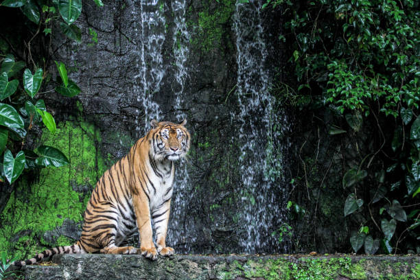istock tiger show tongue walking  in front of mini waterfall 1149564433
