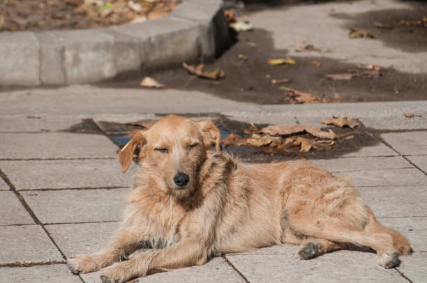 istock Stray dog closeup 1149565124