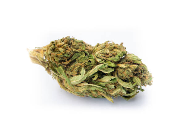 istock Legal Marijuana flowers on simple background 1149565738