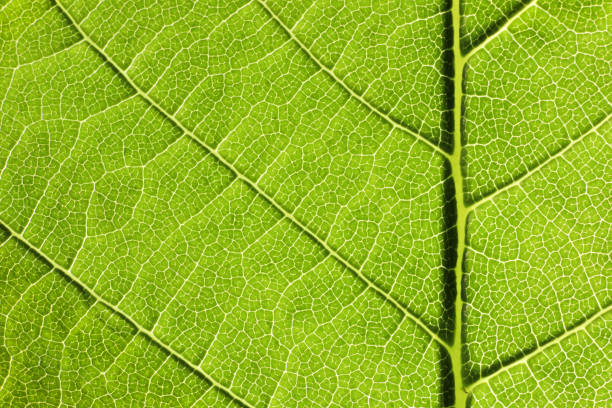 istock Close up of structure green leaves texture background 1149566070