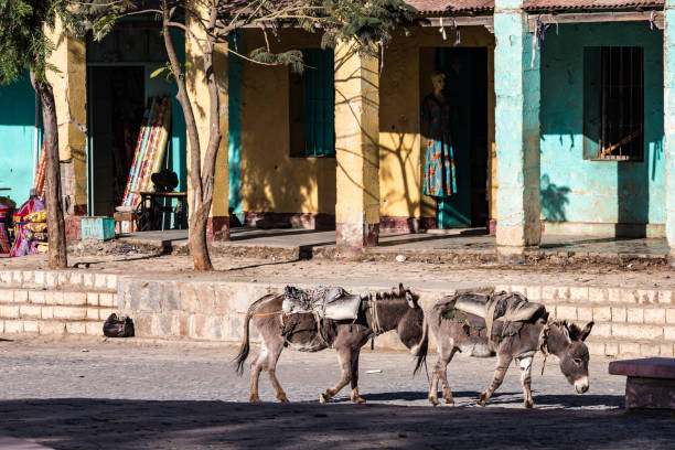 эфиопия, аксум, ослики в руинах бань королевы саба - animal africa ethiopia mule стоковые фото и изображения