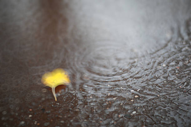 istock Autumn backgroun rain in the park 1149568151
