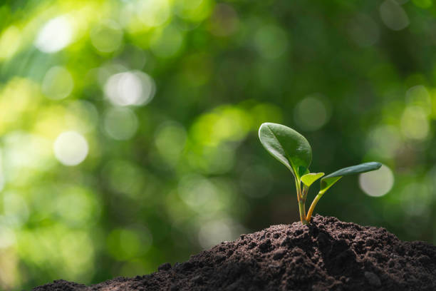 istock Seedling and plant growing in soil and copy space for insert text 1149569255