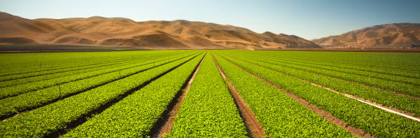Crops grow in rows on a rural farm panorama
