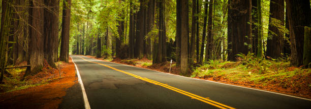 istock Road through the huge panoramic Redwood trees 1149570007