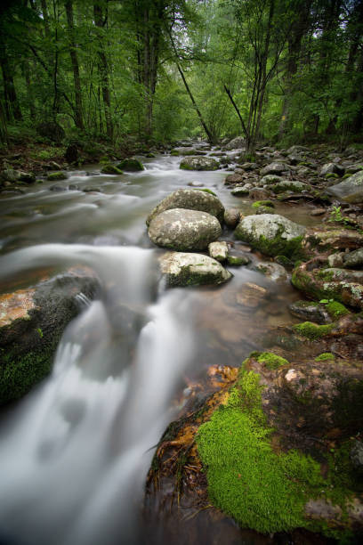 parco nazionale di shenandoah - sentiero degli appalachi e blue ridge mountains - blue ridge mountains appalachian mountains appalachian trail skyline drive foto e immagini stock