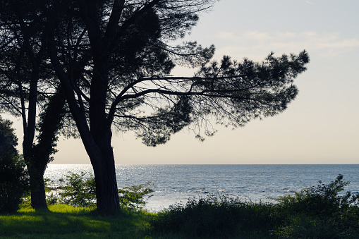 Silhouette of pine tree by the coast and glittering sea in background. Vacation, coast and optimism concepts.