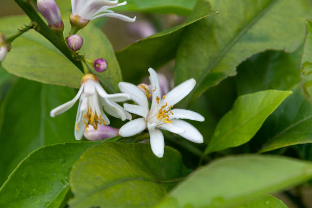 istock lemon buds and flowers close-up 1149571488