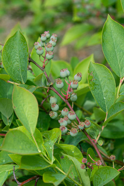 istock unripe blueberries on the tree 1149571544