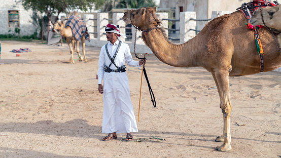 Doha, Qatar - February 2019: Qatari Police with camel who patrol the tourist Souk Waqif