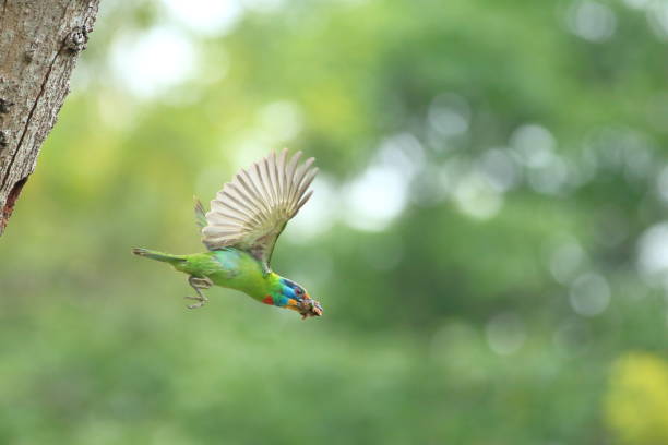 istock Muller's Barbet 1149573960