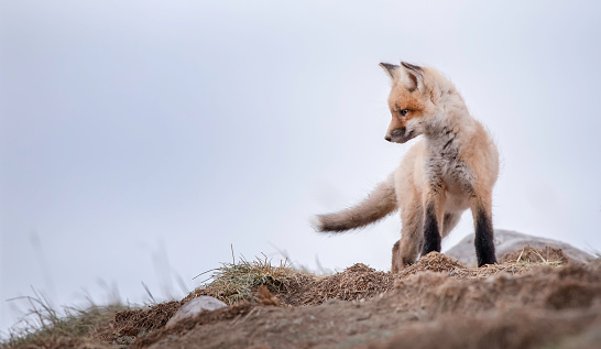 Brave fox kit stands proudly outside of den