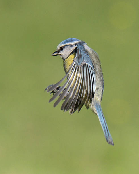 istock Nuthatch, Blue Tit and Great Tit in flight 1149574760