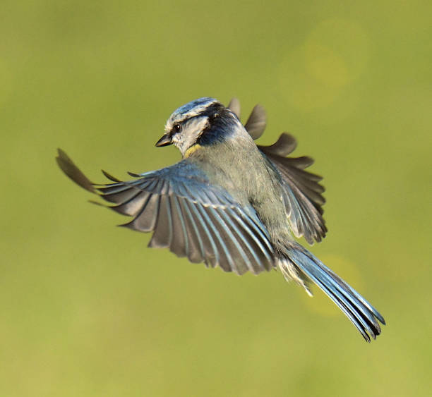 istock Nuthatch, Blue Tit and Great Tit in flight 1149574995