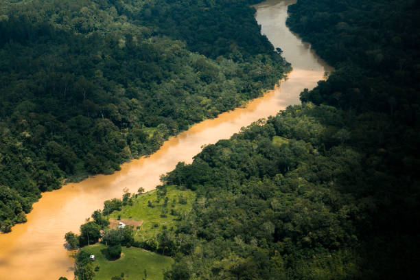 regenwald und barito fluss auf borneo insel von der hohen position, indonesien - tanjung-puting-reservat stock-fotos und bilder