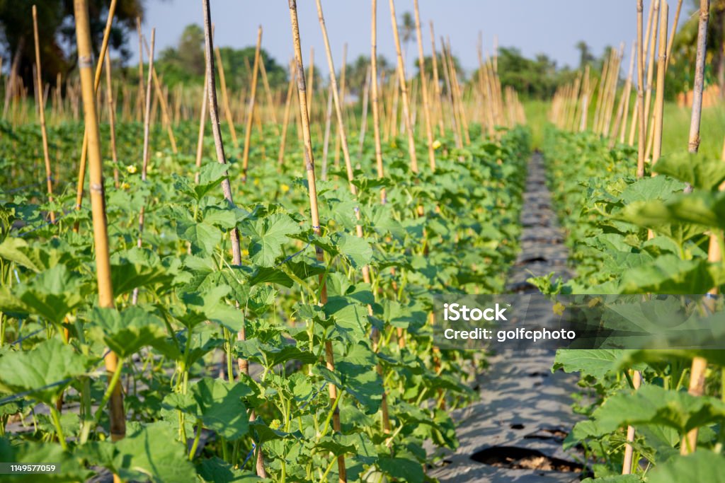 Granja de melón - Foto de stock de Agricultura libre de derechos Granja de melón - Foto de stock de Agricultura libre de derechos