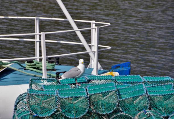 istock Seagulls on Lobster Pots in a Scottish Harbour 1149577199