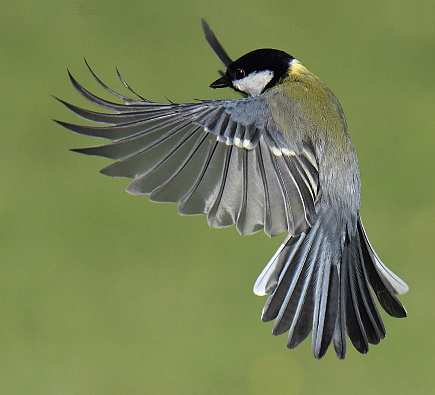 Nuthatch, Blue Tit and Great Tit in flight
