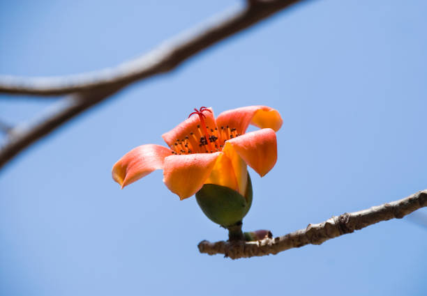 Bombax ceiba flowers blooming in the trees Bombax ceiba flowers ceiba tree photos stock pictures, royalty-free photos & images