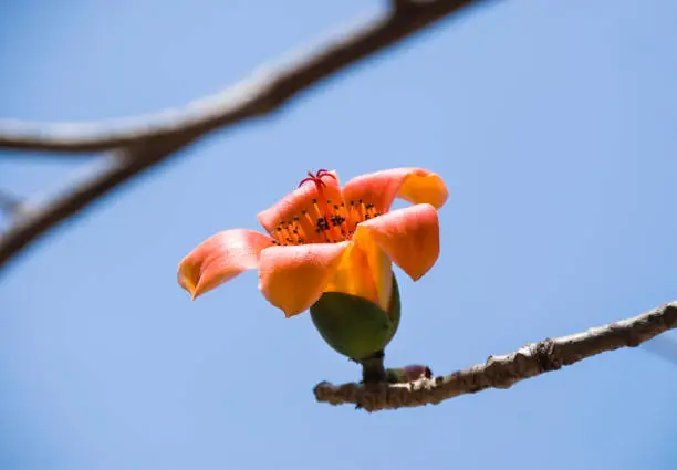 Photo of Bombax ceiba flowers blooming in the trees