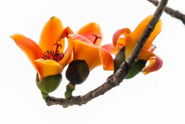 Photo of Bombax ceiba flowers blooming in the trees