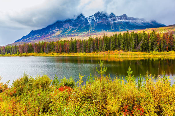 istock Picturesque forests and grasses 1149577704