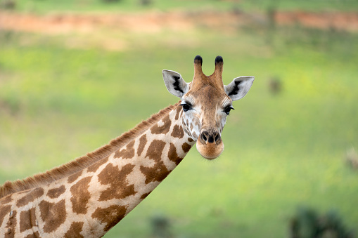 Wildlife Reserve in Uganda