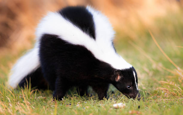 Striped skunk portrait, warm colors. Black and white stinky skunk. Beautiful striped skunk in warm morning light. Stink badger warning coloration stock pictures, royalty-free photos & images