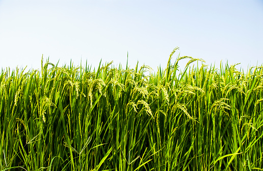Los cultivos de arroz pronto se cosechan photo