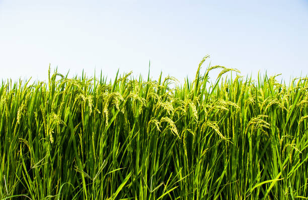Rice crop soon to be harvest Rice crop soon to be harvest rice paddy photos stock pictures, royalty-free photos & images