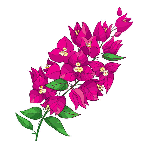 вектор наброски bougainvillea или buganvilla цветок кучу с бутоном в розовый и зеленый лист изолированы на белом фоне. - bougainvillea stock illustrations
