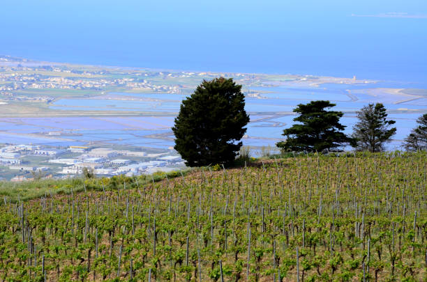 Marsala vineyards stock photo