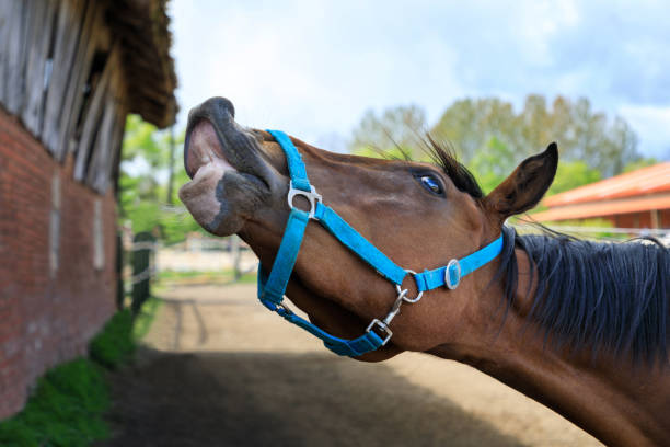 istock Sniffing horse on pasure 1149580105