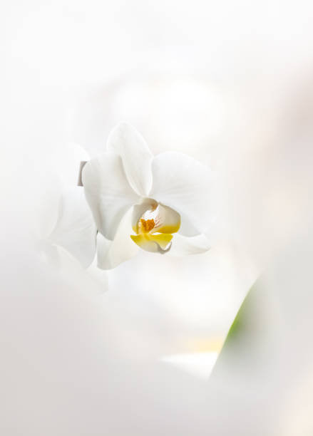 istock White orchid flower on a light background in creative blur 1149580402