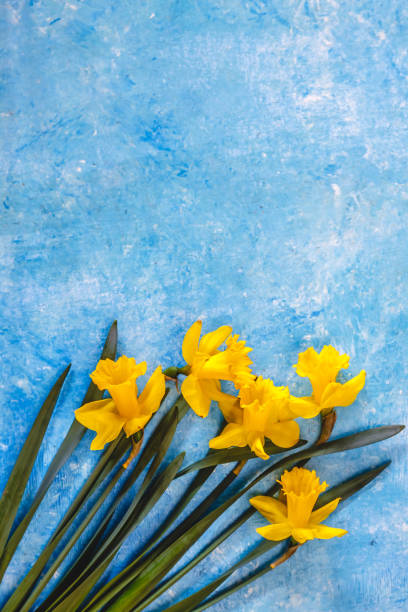 istock Daffodil flowers yellow on a blue marble background, there is an empty space for text. Flat Lay. View from above. Concept. 1149580414