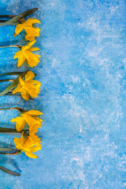 istock Daffodil flowers yellow on a blue marble background, there is an empty space for text. Flat Lay. View from above. Concept. 1149580415