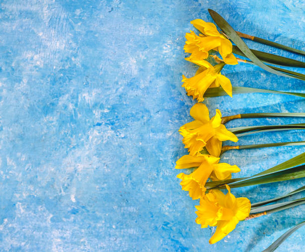 istock Daffodil flowers yellow on a blue marble background, there is an empty space for text. Flat Lay. View from above. Concept. 1149580418