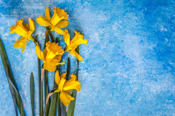 istock Daffodil flowers yellow on a blue marble background, there is an empty space for text. Flat Lay. View from above. Concept. 1149580424