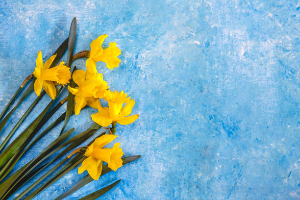 istock Daffodil flowers yellow on a blue marble background, there is an empty space for text. Flat Lay. View from above. Concept. 1149580426