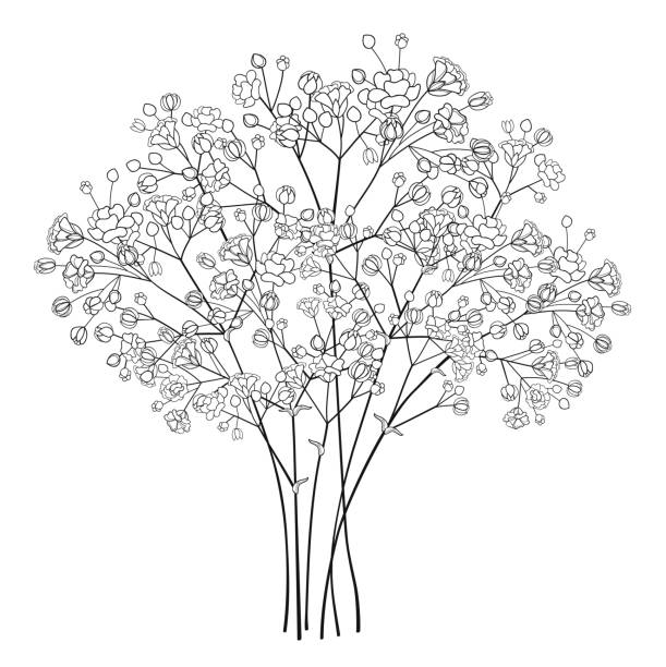 Vector bouquet of outline Gypsophila or Baby's breath flower bunch and bud in black isolated on white background. Vector bouquet of outline Gypsophila or Baby's breath flower bunch and bud in black isolated on white background. Ornate contour Gypsophila branch for summer design or coloring book. gypsophila stock illustrations