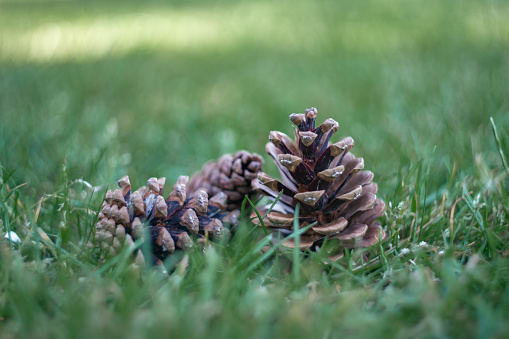 fallen pine cone on the grass