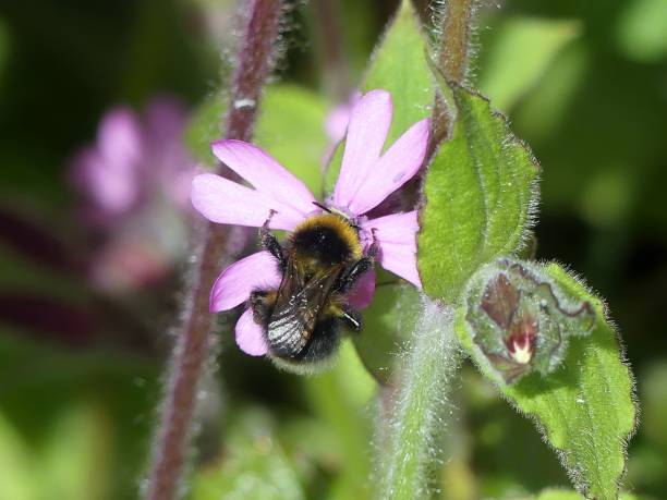 istock Buff tailed bumblebee Bombus terrestris on a red campion wildflower 1149583454