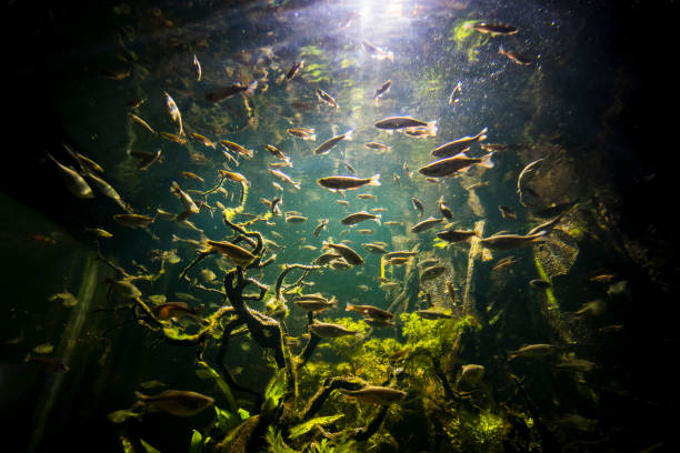 istock School of fish in a tank 1149583531